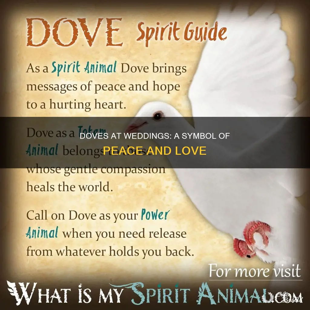 why are doves used in weddings
