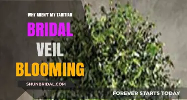 Troubleshooting Tahitian Bridal Veil: Why Your Plant Isn't Blooming