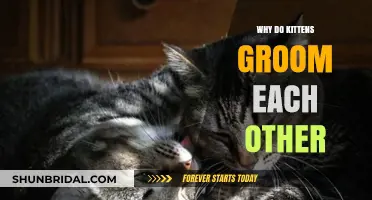 Mutual Grooming in Kittens: A Sign of Social Bonding and Care