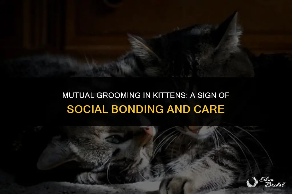 why do kittens groom each other