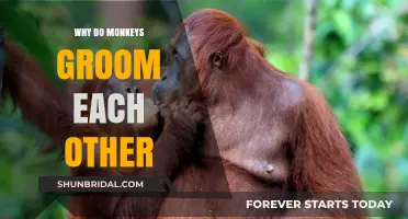 Social Bonds and Hygiene: The Intricacies of Primate Grooming