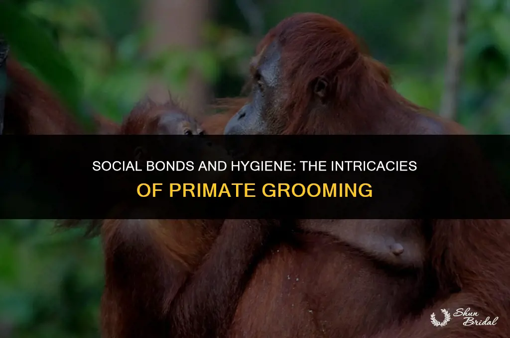 why do monkeys groom each other