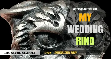 Cat's Curiosity: Why Bite Wedding Rings?