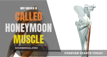 Gracilis: The Muscle of Love and Honeymoon