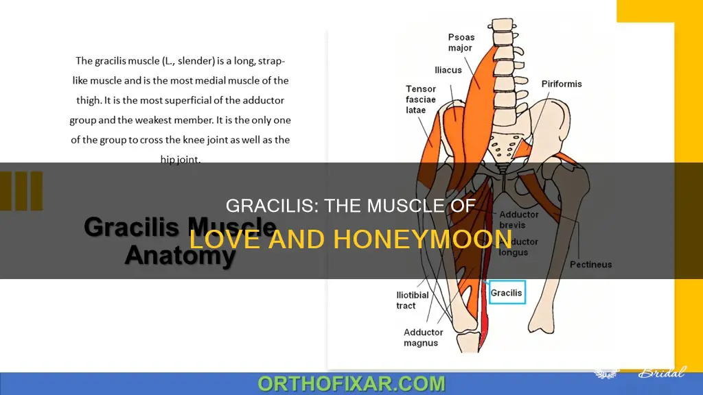 why gracilis is called honeymoon muscle