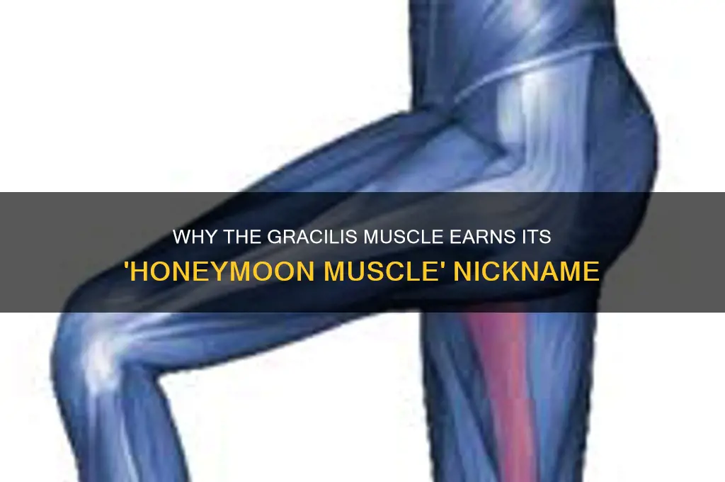 why gracilis is called honeymoon muscle