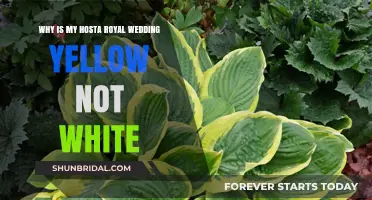 Why Hosta Royal Wedding Turns Yellow Instead of Staying White