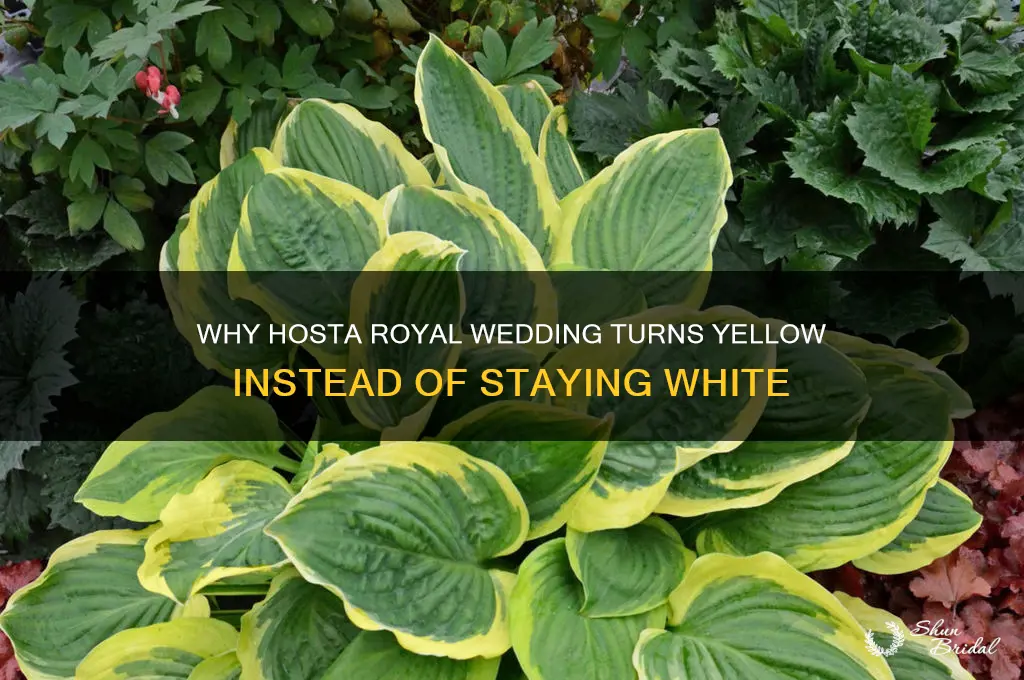 why is my hosta royal wedding yellow not white