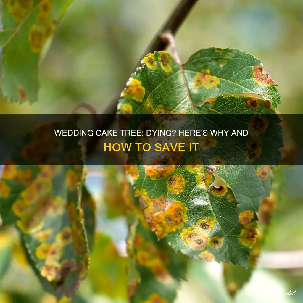 why is my wedding cake tree dying