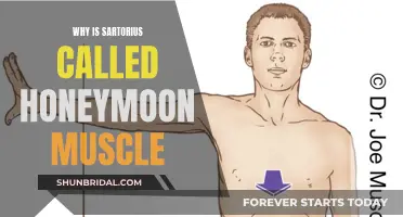 Sartorius' Honeymooning Muscle: Unlocking the Mystery Behind the Nickname