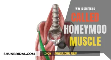 The Secret Behind the Sartorius' Honeymoon Muscle Moniker