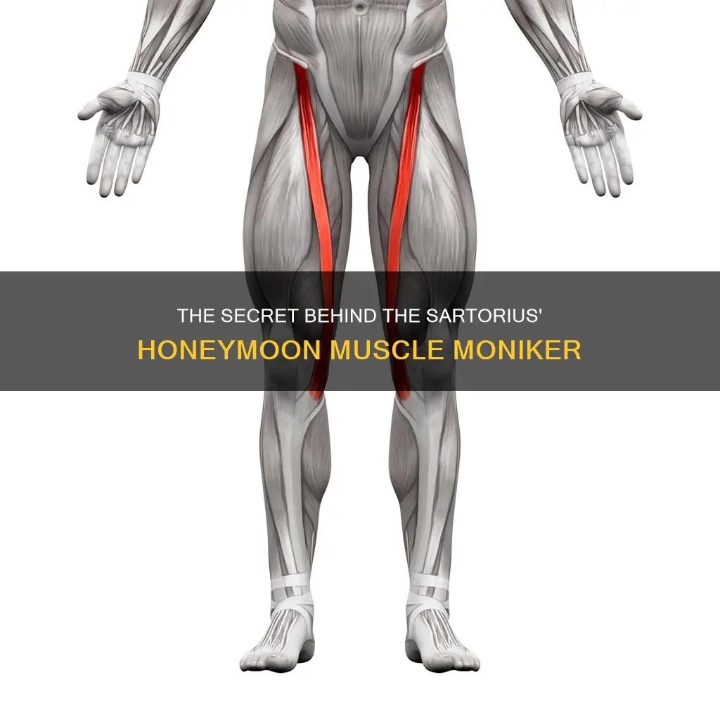 why is sartorius called honeymoon muscle