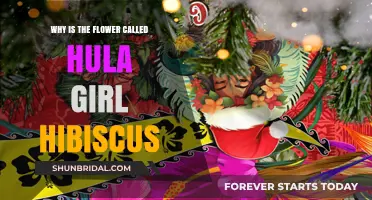 Hula Girl Hibiscus: Unveiling the Tropical Flower's Enchanting Name Origin