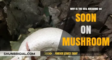 Why Mushroom Veils Break Prematurely: Causes and Solutions