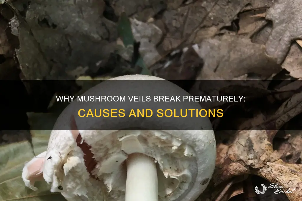 why is the veil breaking so soon on mushrooms