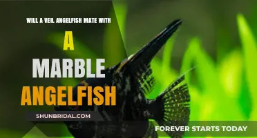 Veil and Marble Angelfish Compatibility: Can They Mate Successfully?