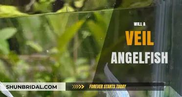 Will a Veil Angelfish Thrive in Your Aquarium? Tips and Care Guide