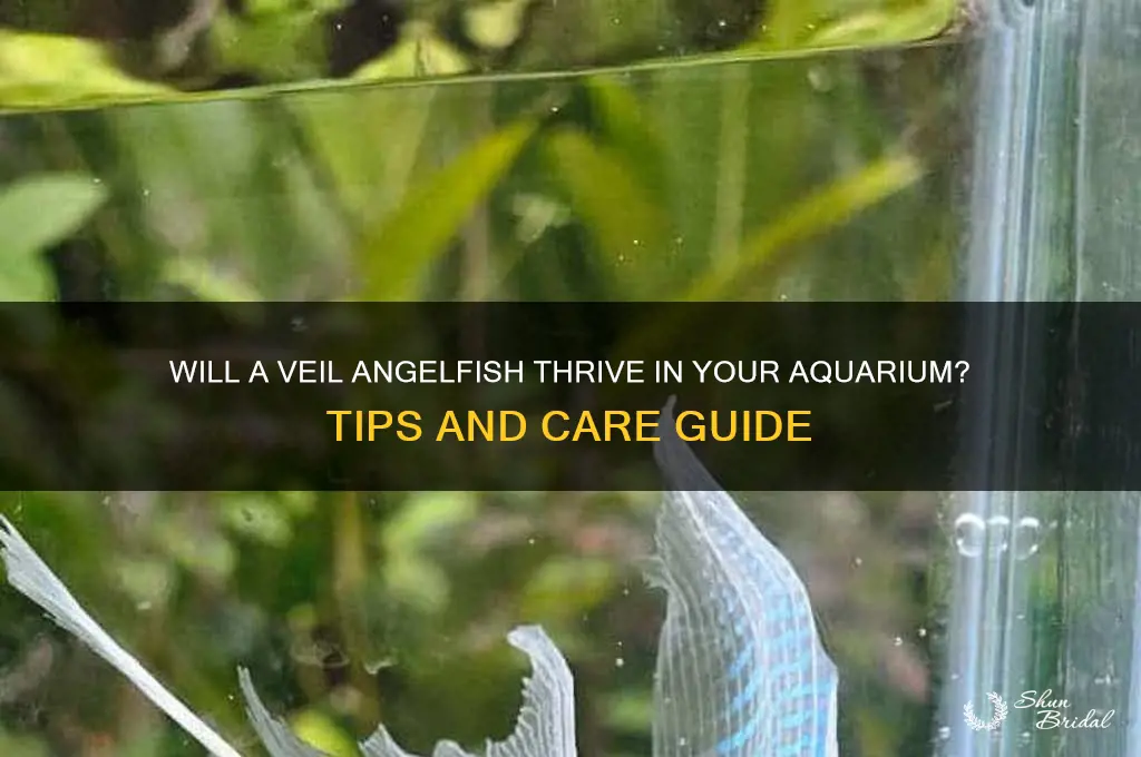will a veil angelfish