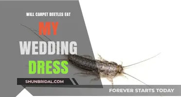 Carpet Beetles: Are Wedding Dresses at Risk?