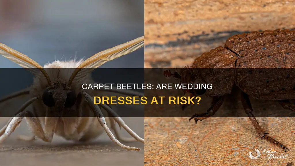 will carpet beetles eat my wedding dress