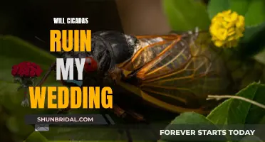 Cicadas and Your Wedding: Avoiding a Bug-Ridden Disaster