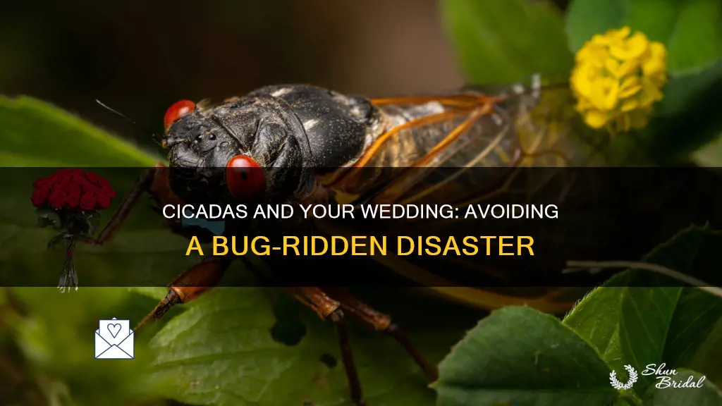 will cicadas ruin my wedding