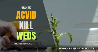 How to Kill Weeds with Citric Acid