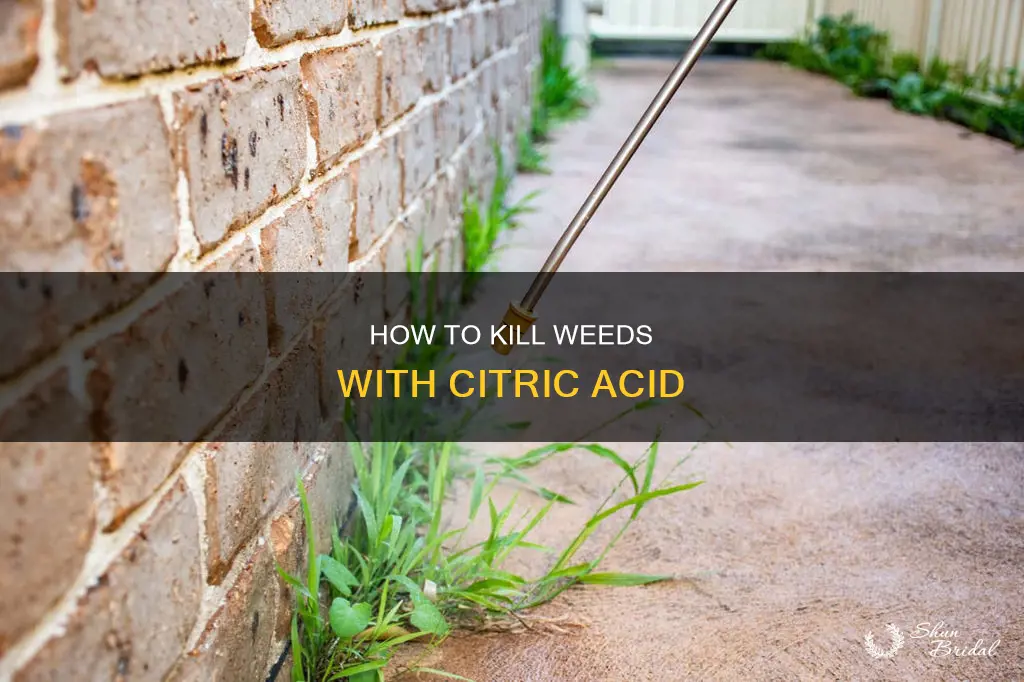 will citic acvid kill weds