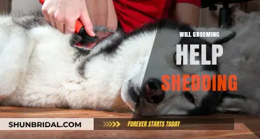Grooming Essentials: Shedding Control for a Healthier Coat