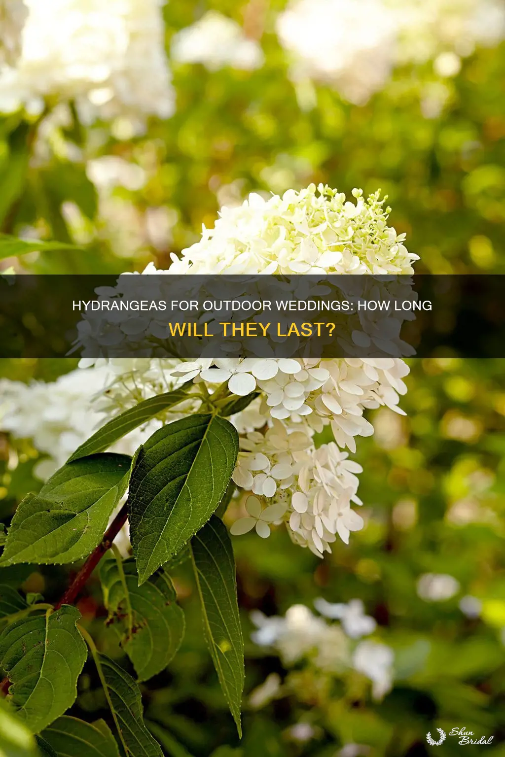 will hydrangea bouquets last in outdoor wedding in heat
