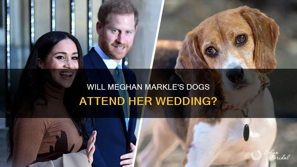 will meghan markle have her dogs at wedding