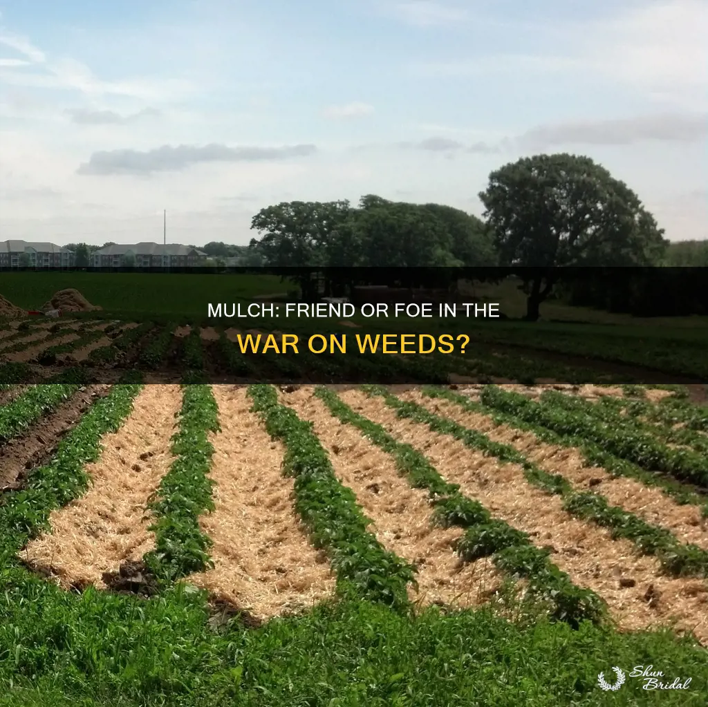 will mulch kill weds