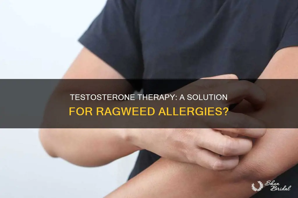 will testosterone thery help with rag wed akergies