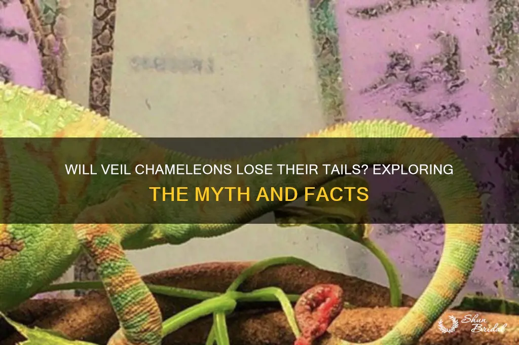 will veil chemilions lose their tail