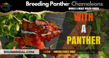 Can a Male Veiled Chameleon Breed with a Panther Chameleon?