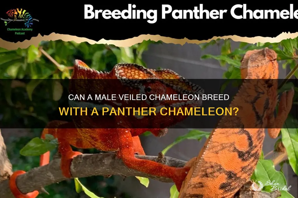 would a male veiled breed with a panther